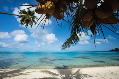 Coconuts Hanging On A Tree, Bora Bora, Society Islands, French Polynesia II by Panoramic Images canvas print
