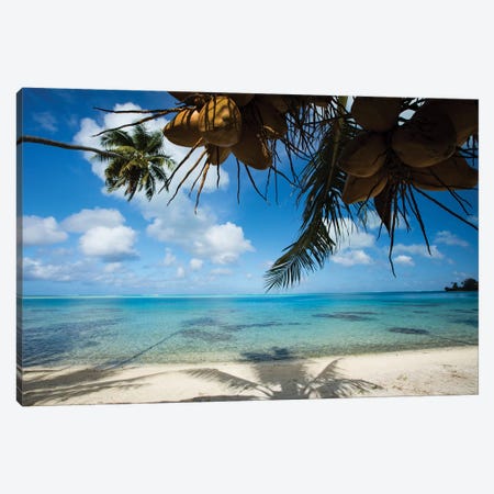 Coconuts Hanging On A Tree, Bora Bora, Society Islands, French Polynesia II Canvas Print #PIM14588} by Panoramic Images Canvas Art