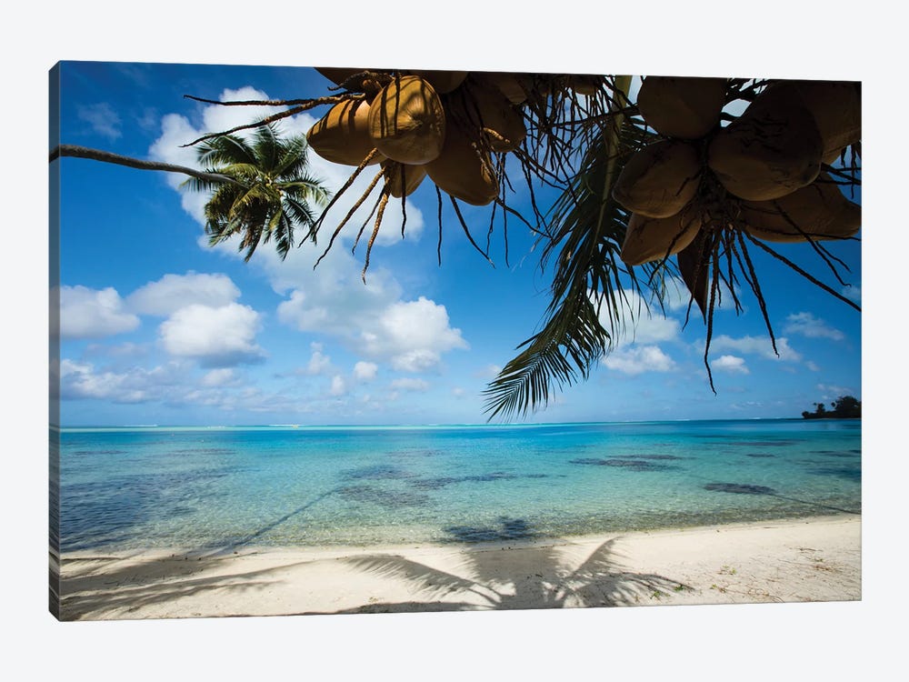 Coconuts Hanging On A Tree, Bora Bora, Society Islands, French Polynesia II by Panoramic Images 1-piece Canvas Artwork