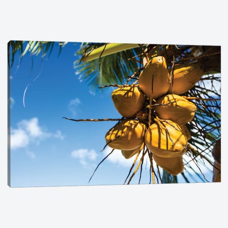 Coconuts Hanging On A Tree, Bora Bora, Society Islands, French Polynesia III Canvas Print #PIM14589} by Panoramic Images Canvas Artwork