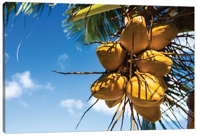 Coconuts Hanging On A Tree, Bora Bora, Society Islands, French Polynesia III Canvas Art Print - Palm Tree Art