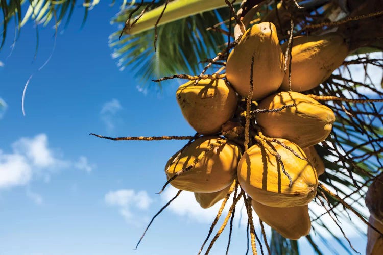 Coconuts Hanging On A Tree, Bora Bora, Society Islands, French Polynesia III