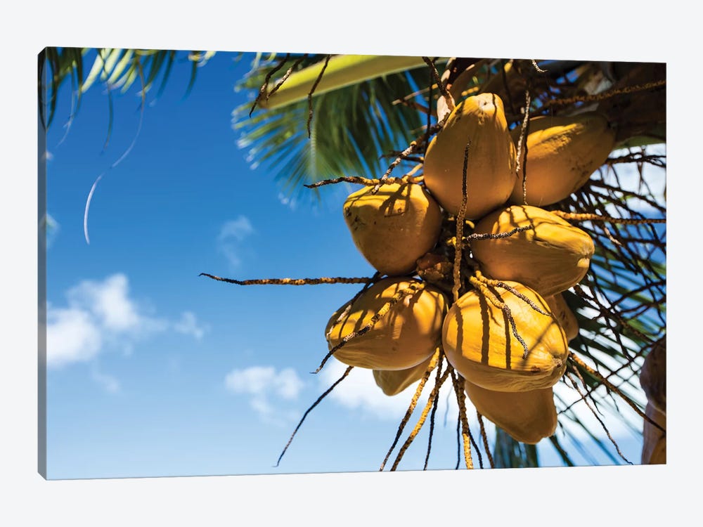 Coconuts Hanging On A Tree, Bora Bora, Society Islands, French Polynesia III by Panoramic Images 1-piece Canvas Art Print