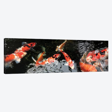 Colorful Koi Fish I Canvas Print #PIM14590} by Panoramic Images Canvas Print