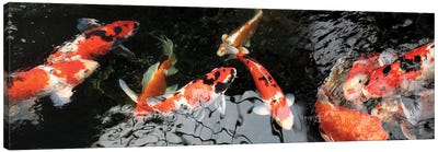 Colorful Koi Fish I Canvas Art Print - Koi Fish Art