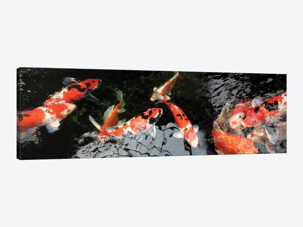Colorful Koi Fish I by Panoramic Images 1-piece Art Print