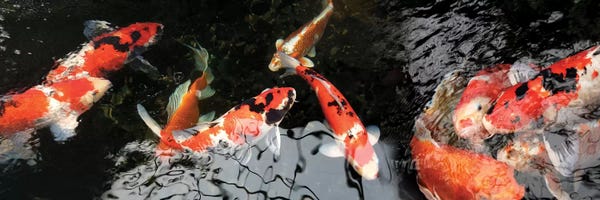 Koi: Colorful Koi Fish I by Panoramic Images