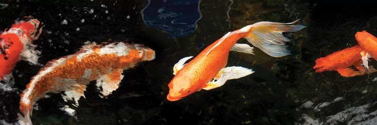 Colorful Koi Fish II