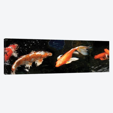 Colorful Koi Fish II Canvas Print #PIM14591} by Panoramic Images Canvas Print