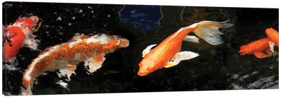 Colorful Koi Fish II Canvas Art Print - Koi Fish Art