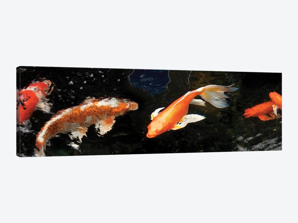 Colorful Koi Fish II by Panoramic Images 1-piece Canvas Wall Art
