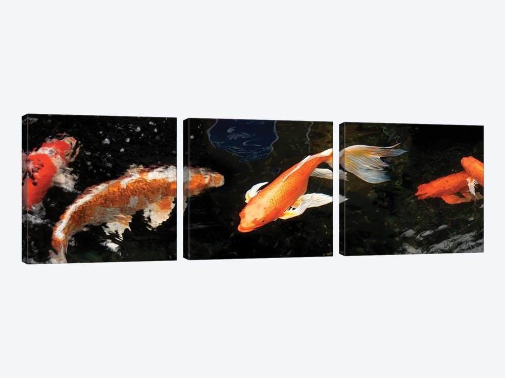 Colorful Koi Fish II by Panoramic Images 3-piece Canvas Art