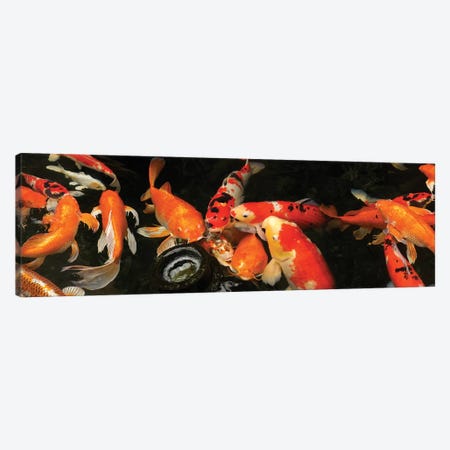 Colorful Koi Fish III Canvas Print #PIM14592} by Panoramic Images Canvas Print