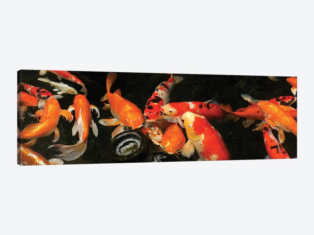 Colorful Koi Fish III by Panoramic Images 1-piece Canvas Print