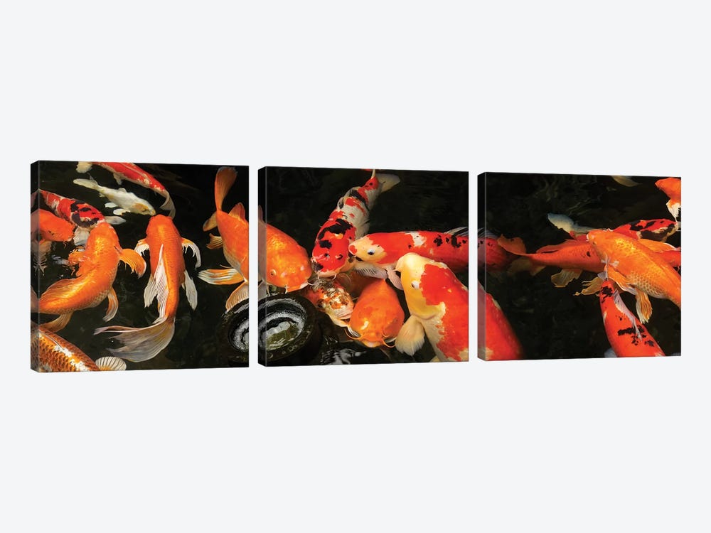 Colorful Koi Fish III by Panoramic Images 3-piece Canvas Print
