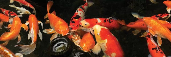 Koi: Colorful Koi Fish III by Panoramic Images