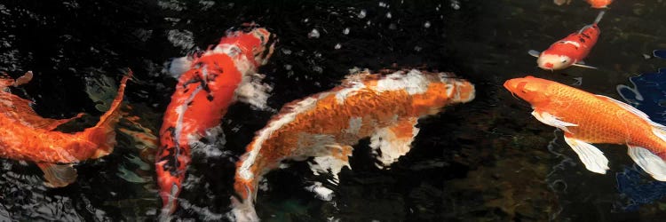 Colorful Koi Fish IV