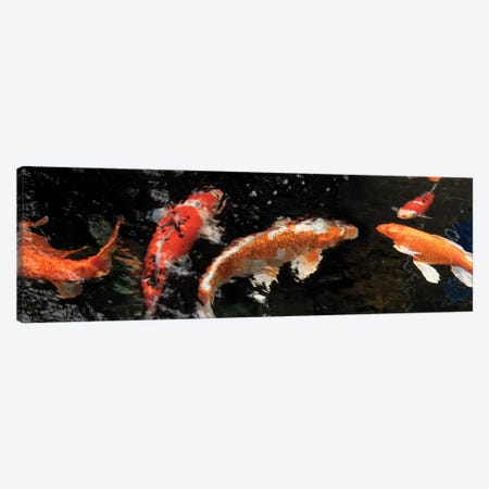 Colorful Koi Fish IV Canvas Print #PIM14593} by Panoramic Images Art Print