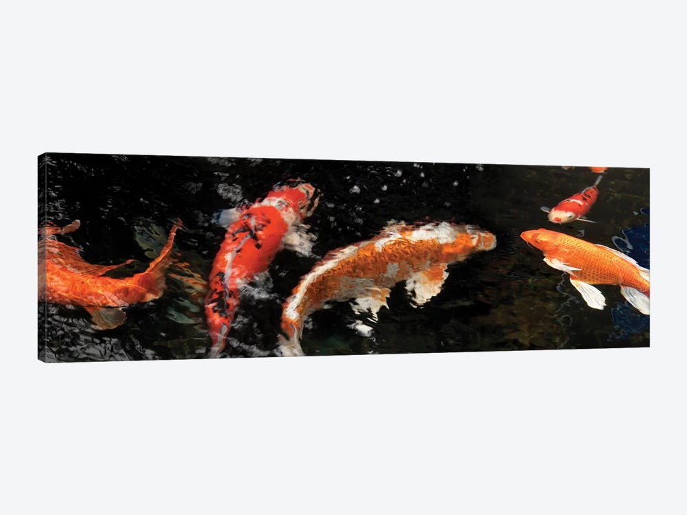 Colorful Koi Fish IV by Panoramic Images 1-piece Canvas Art
