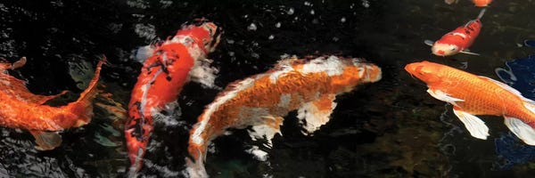 Koi: Colorful Koi Fish IV by Panoramic Images