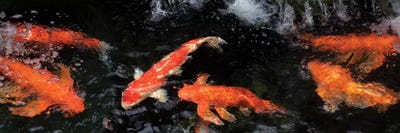 Colorful Koi Fish V by Panoramic Images canvas print