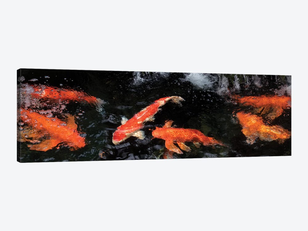 Colorful Koi Fish V by Panoramic Images 1-piece Art Print