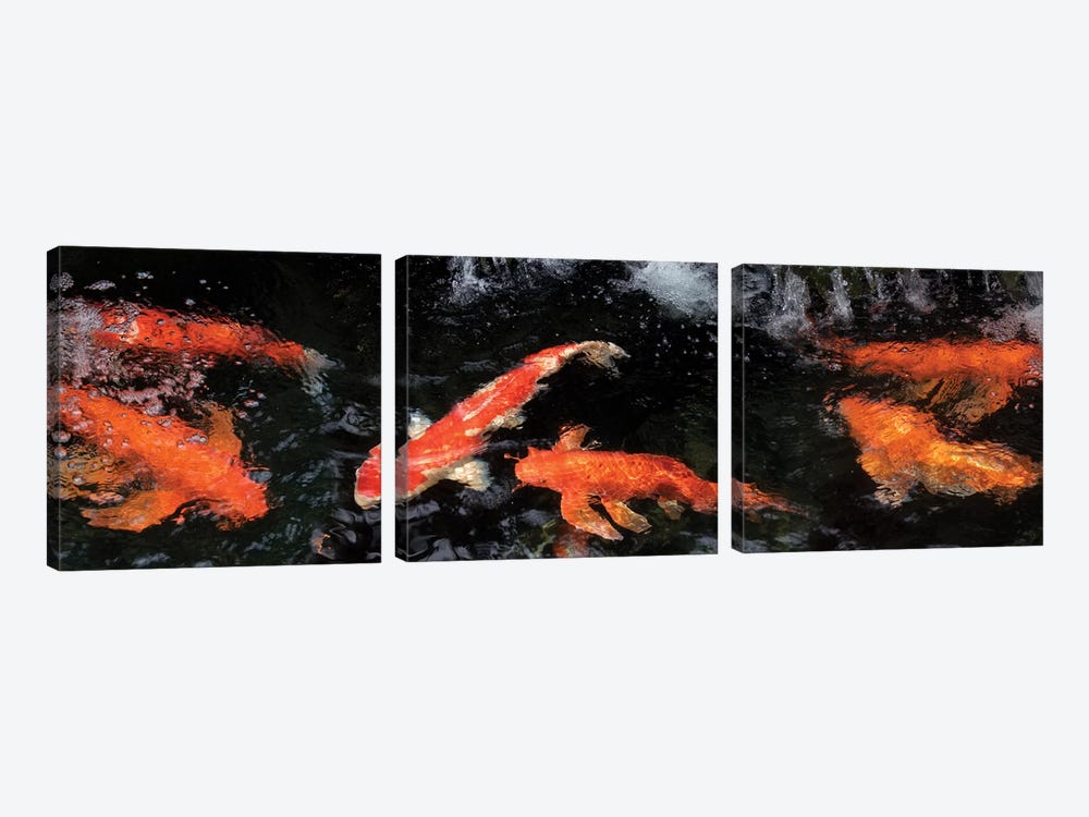 Colorful Koi Fish V by Panoramic Images 3-piece Canvas Print