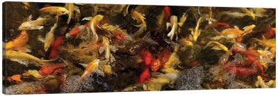 Colorful Koi Fish VI Canvas Art Print - Underwater Art