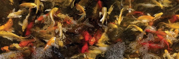 Koi: Colorful Koi Fish VI by Panoramic Images