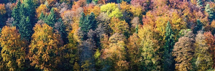 Colorful Trees In A Forest, Baden-Württemberg, Germany