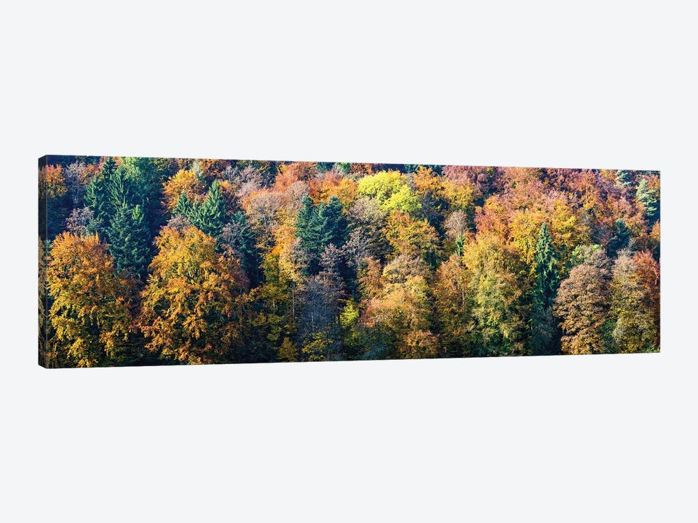 Colorful Trees In A Forest, Baden-Württemberg, Germany by Panoramic Images 1-piece Canvas Print