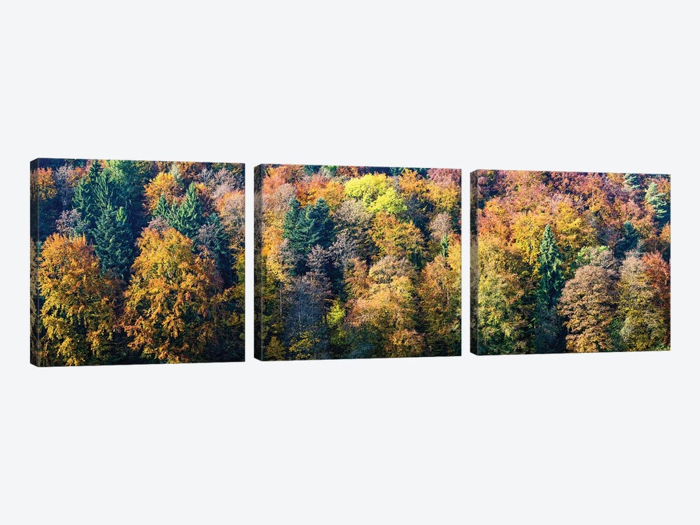 Colorful Trees In A Forest, Baden-Württemberg, Germany by Panoramic Images 3-piece Canvas Art Print
