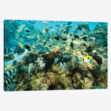 Coral Reef Fish Swimming In The Pacific Ocean, Tahiti, French Polynesia Canvas Print #PIM14598} by Panoramic Images Canvas Art Print