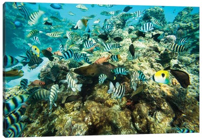 Coral Reef Fish Swimming In The Pacific Ocean, Tahiti, French Polynesia Canvas Art Print - Underwater Art