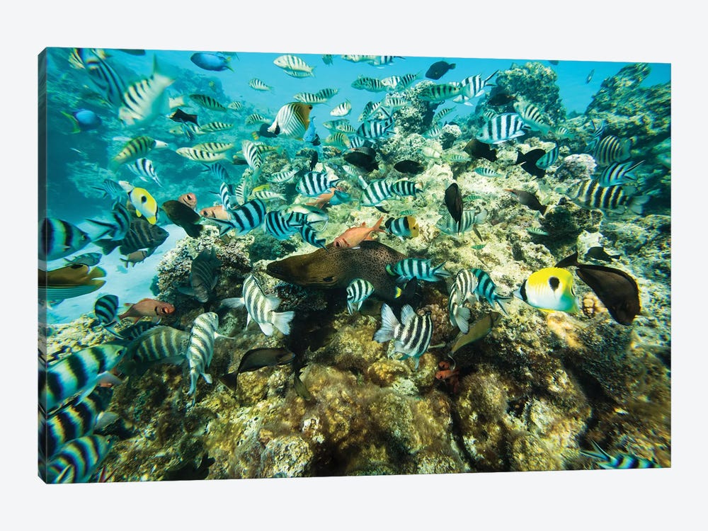 Coral Reef Fish Swimming In The Pacific Ocean, Tahiti, French Polynesia by Panoramic Images 1-piece Art Print