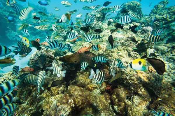 Oceania: Coral Reef Fish Swimming In The Pacific Ocean, Tahiti, French Polynesia by Panoramic Images