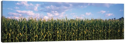 Corn Field, Baltimore County, Maryland, USA Canvas Art Print - Farm Art