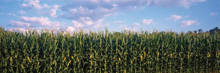 Corn Field, Baltimore County, Maryland, USA