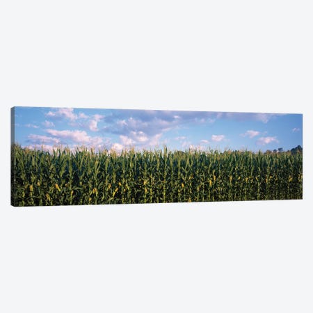 Corn Field, Baltimore County, Maryland, USA Canvas Print #PIM14599} by Panoramic Images Art Print