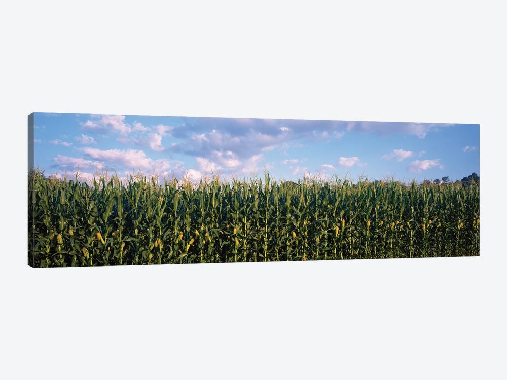 Corn Field, Baltimore County, Maryland, USA by Panoramic Images 1-piece Canvas Wall Art