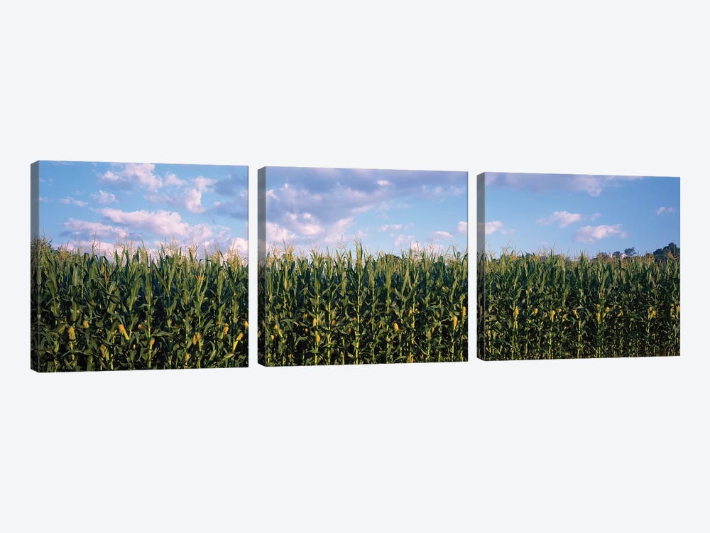 Corn Field, Baltimore County, Maryland, USA by Panoramic Images 3-piece Canvas Artwork