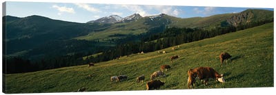 Cows Grazing In A Meadow, Swiss Alps, Switzerland Canvas Art Print - Farm Art