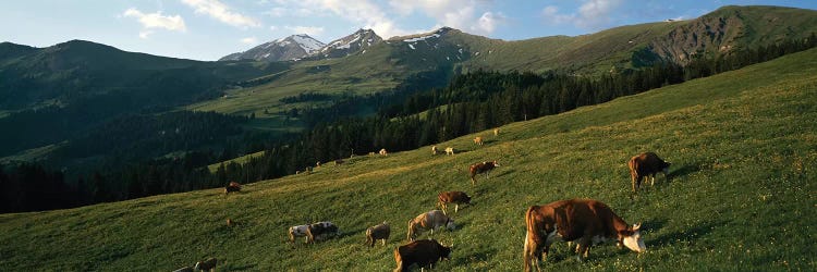 Cows Grazing In A Meadow, Swiss Alps, Switzerland