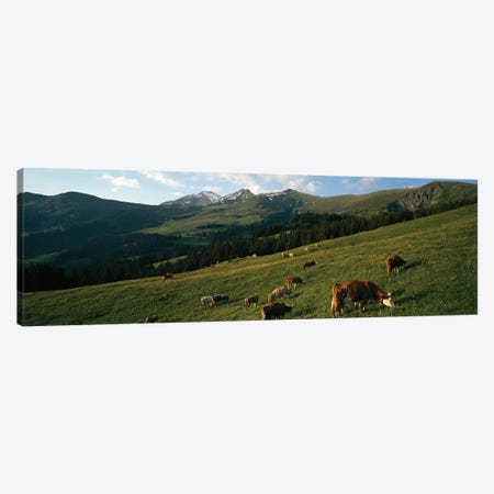 Cows Grazing In A Meadow, Swiss Alps, Switzerland Canvas Print #PIM14600} by Panoramic Images Canvas Print
