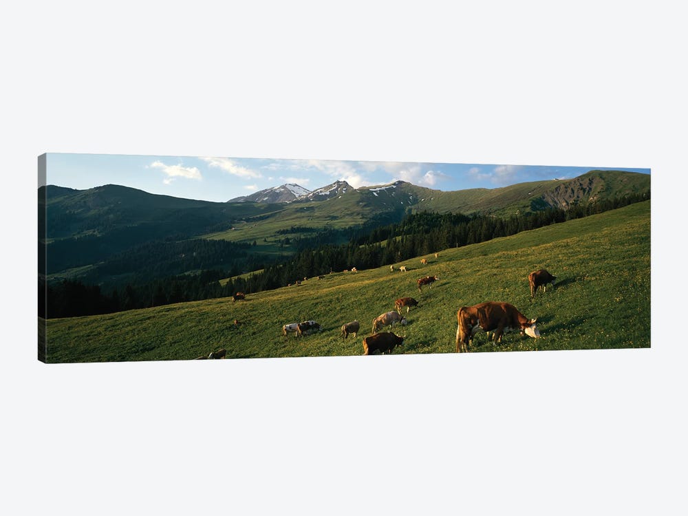 Cows Grazing In A Meadow, Swiss Alps, Switzerland by Panoramic Images 1-piece Canvas Artwork