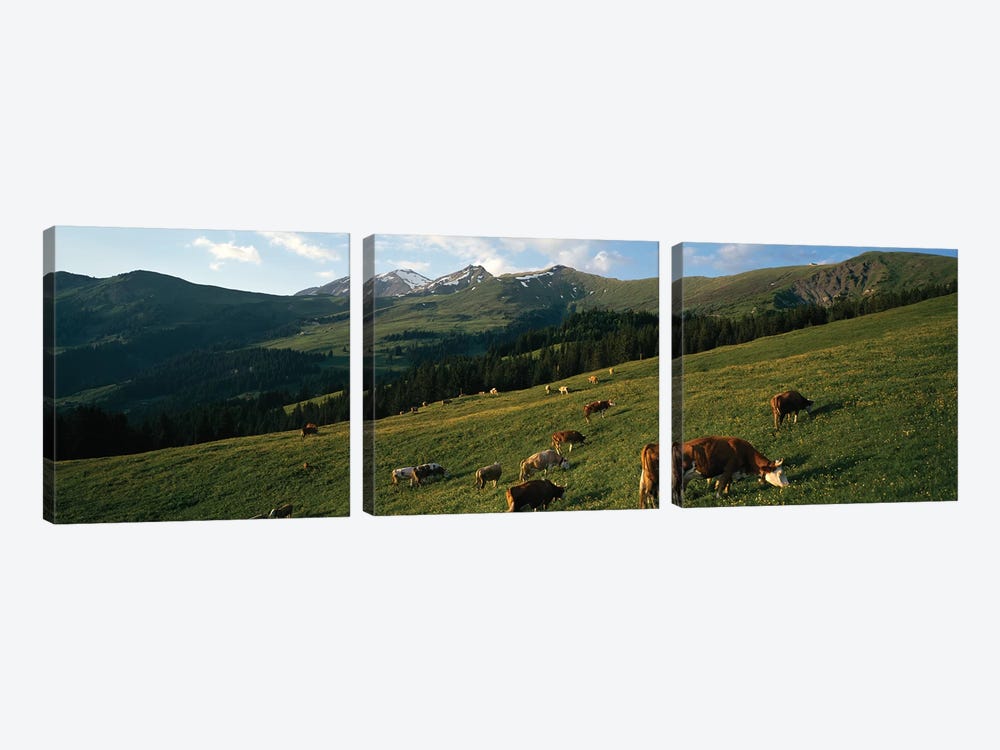 Cows Grazing In A Meadow, Swiss Alps, Switzerland by Panoramic Images 3-piece Canvas Art