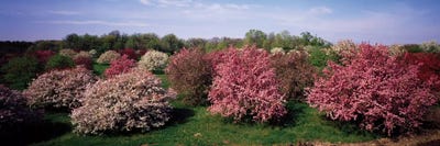 Crab Apple Trees In An Orchard, Morton Arboretum, Lisle, Illinois, USA by Panoramic Images framed canvas print