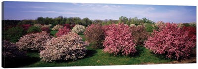 Crab Apple Trees In An Orchard, Morton Arboretum, Lisle, Illinois, USA Canvas Art Print - Garden & Floral Landscape Art