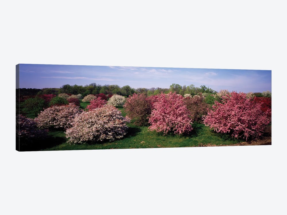 Crab Apple Trees In An Orchard, Morton Arboretum, Lisle, Illinois, USA by Panoramic Images 1-piece Canvas Art Print