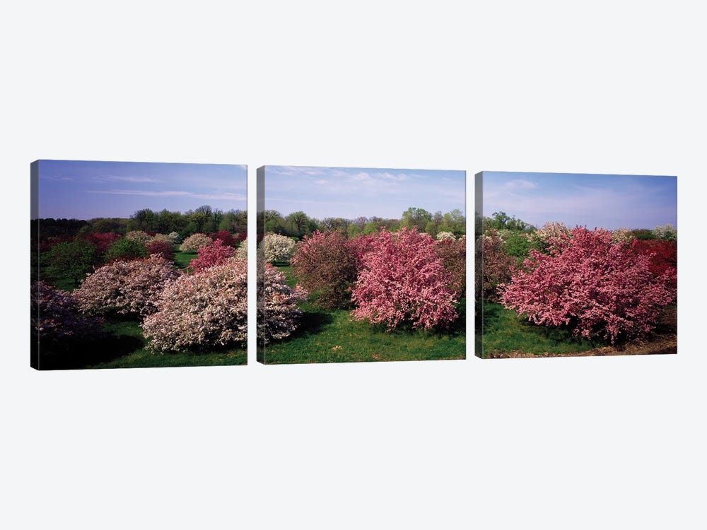 Crab Apple Trees In An Orchard, Morton Arboretum, Lisle, Illinois, USA by Panoramic Images 3-piece Canvas Art Print